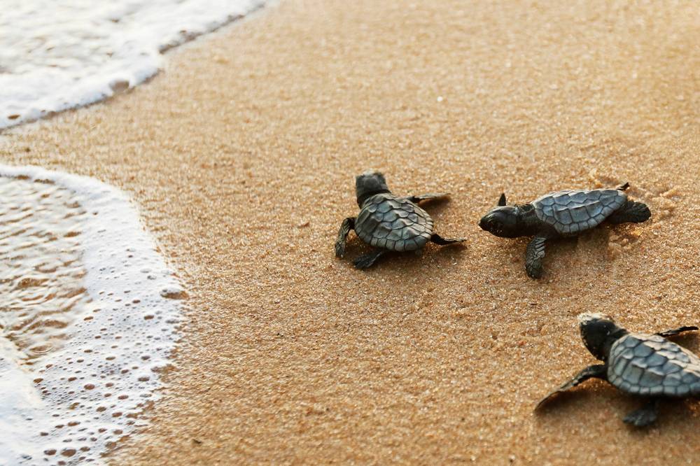 Carretta-Schildkroeten-auf-Sand-am-Meer
